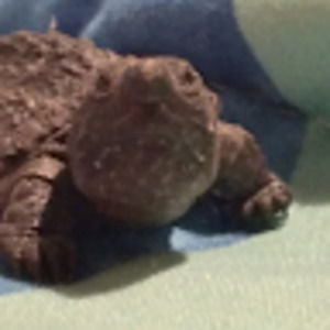 Meet your Posher, Dakota locklear